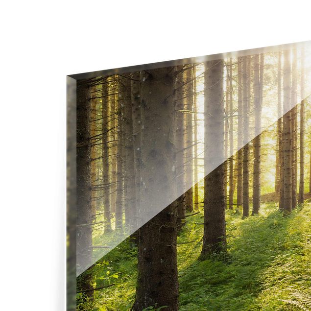 Glasbild - Sonnenstrahlen im Grünen Wald - Quadrat 1:1 - Waldbild Glas