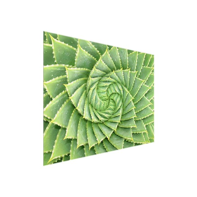 Glasbilder Spiral Aloe