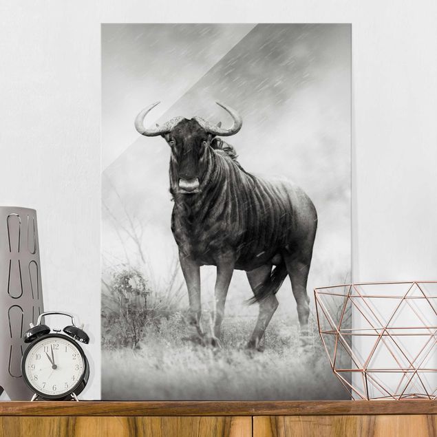 Wandbilder Tiere Staring Wildebeest