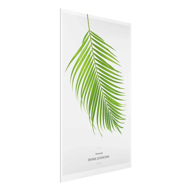 Wandbilder Tropisches Blatt Areca Palme