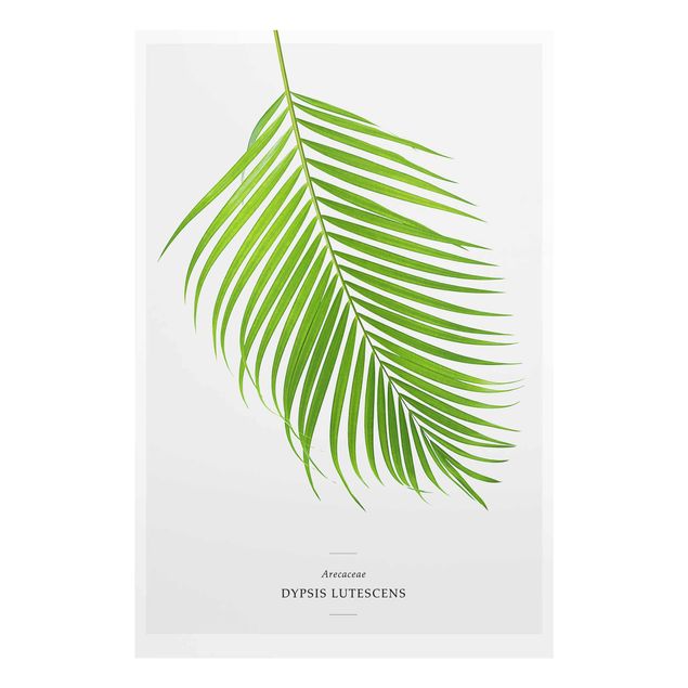 Glasbilder Tropisches Blatt Areca Palme
