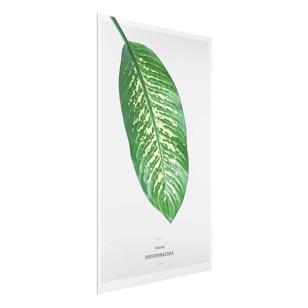 Glasbild Grün Tropisches Blatt Dieffenbachie