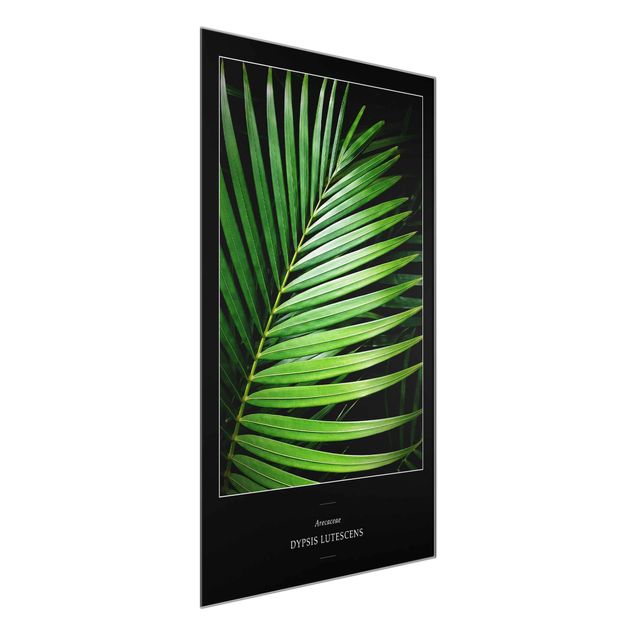 Glasbild Grün Tropisches Palmblatt