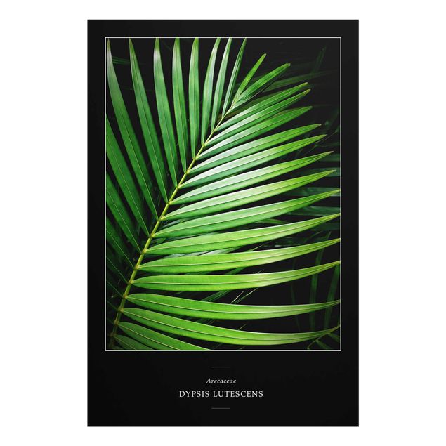 Wandbilder Tropisches Palmblatt