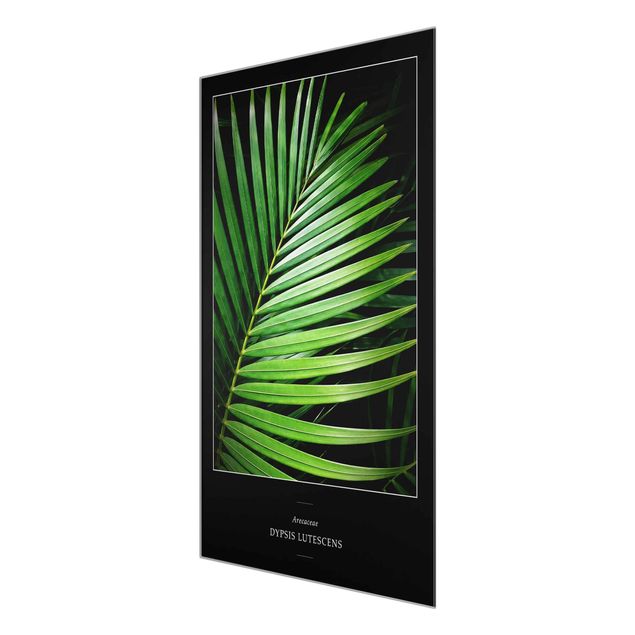 Glasbilder Tropisches Palmblatt