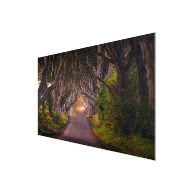 Glasbild - Tunnel aus Bäumen - Quer 3:2