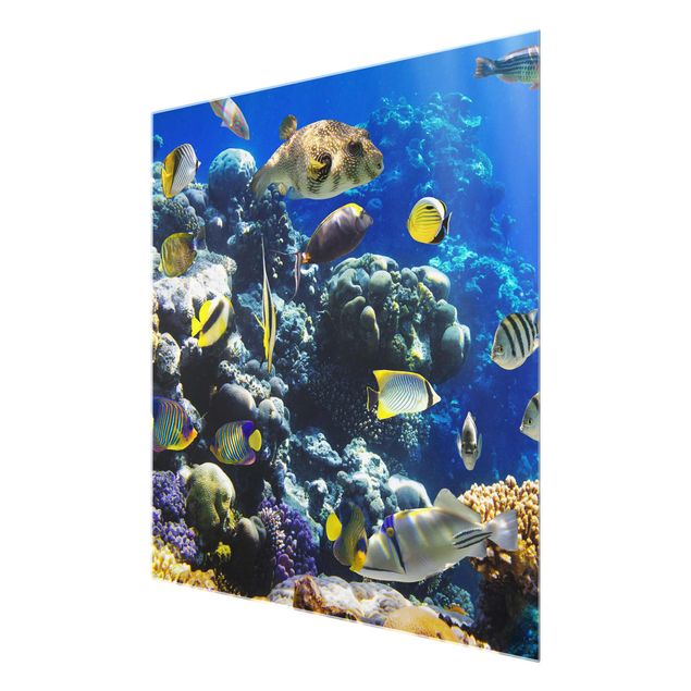Glas Wandbilder Underwater Reef