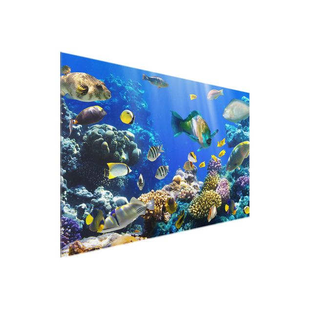 Glasbild Natur Underwater Reef