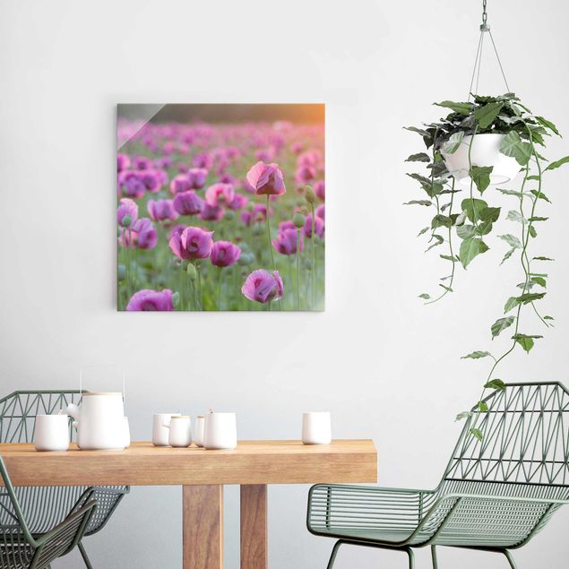 Glasbilder Pflanzen Violette Schlafmohn Blumenwiese im Frühling