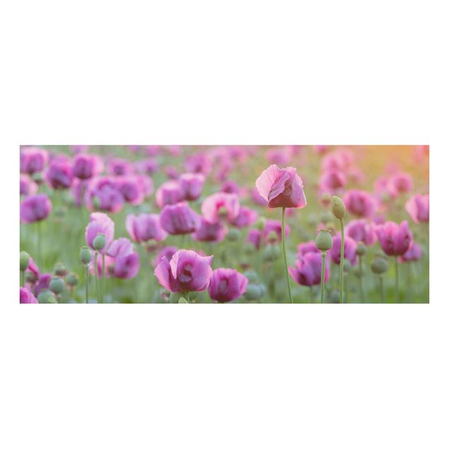 Schöne Wandbilder Violette Schlafmohn Blumenwiese im Frühling