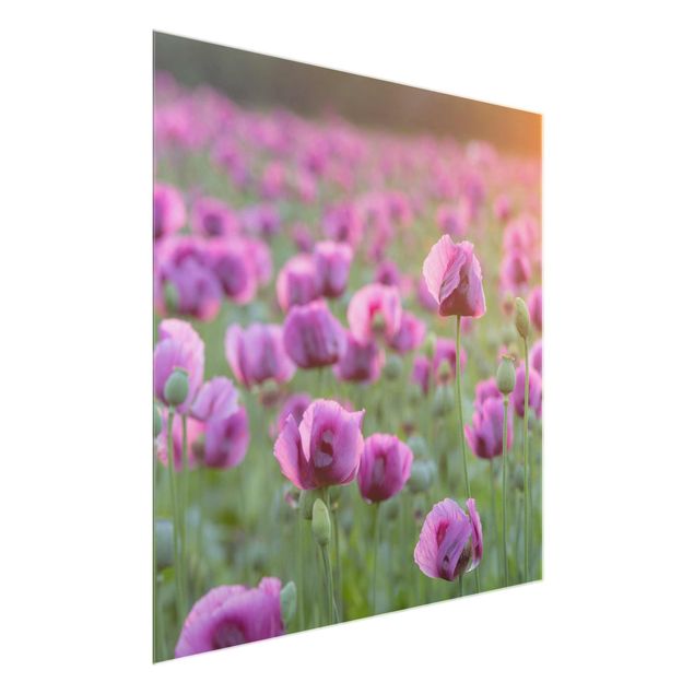Natur Glasbilder Violette Schlafmohn Blumenwiese im Frühling