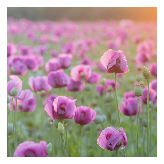 Bilder für die Wand Violette Schlafmohn Blumenwiese im Frühling