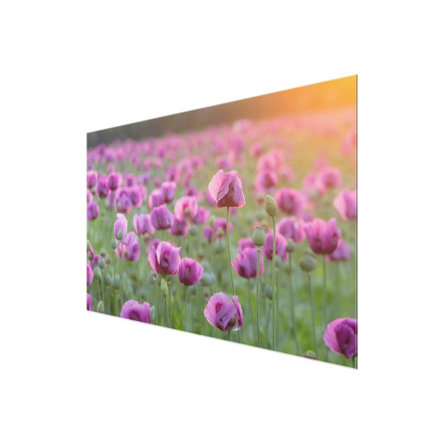 Bilder auf Glas Violette Schlafmohn Blumenwiese im Frühling