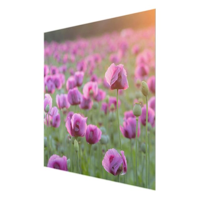 Glas Wandbilder Violette Schlafmohn Blumenwiese im Frühling