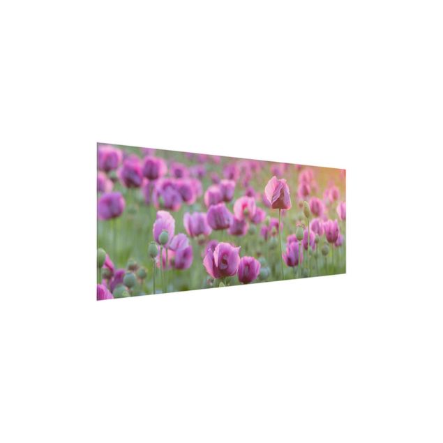 Glasbild Natur Violette Schlafmohn Blumenwiese im Frühling