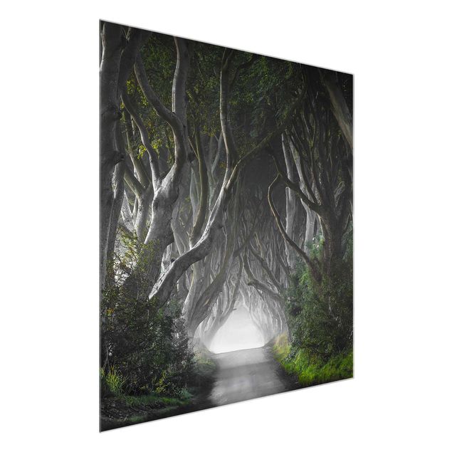 Schöne Wandbilder Wald in Nordirland