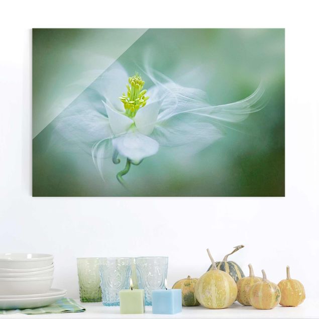 Glasbild Blumen Weiße Akelei
