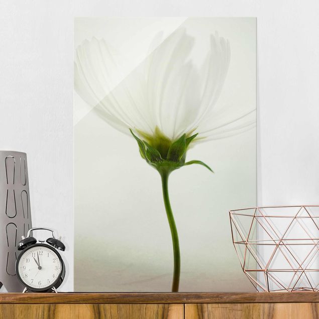 Glasbilder Pflanzen Weiße Cosmea