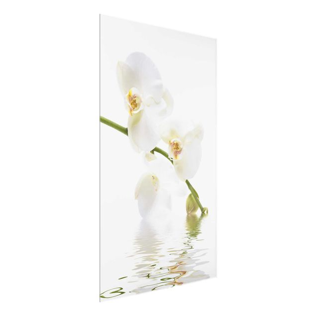 Glasbilder Natur White Orchid Waters