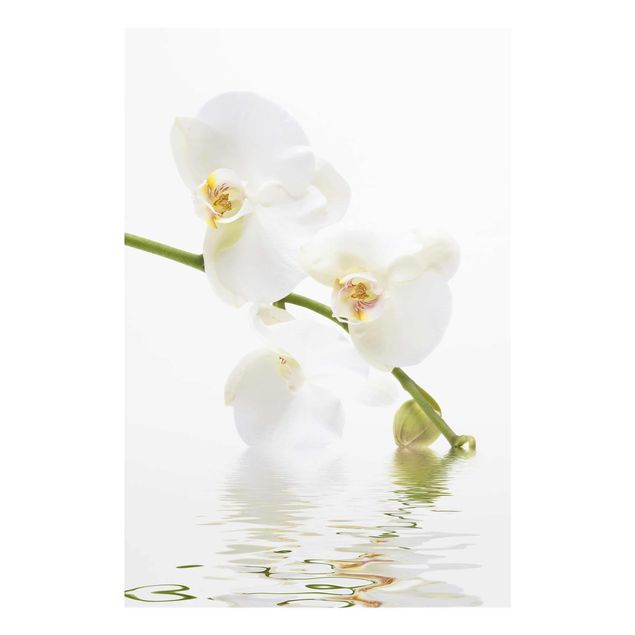 Glasbild Grün White Orchid Waters