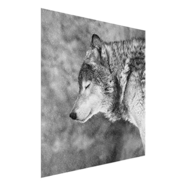 Glasbild Schwarz-Weiß Winter Wolf