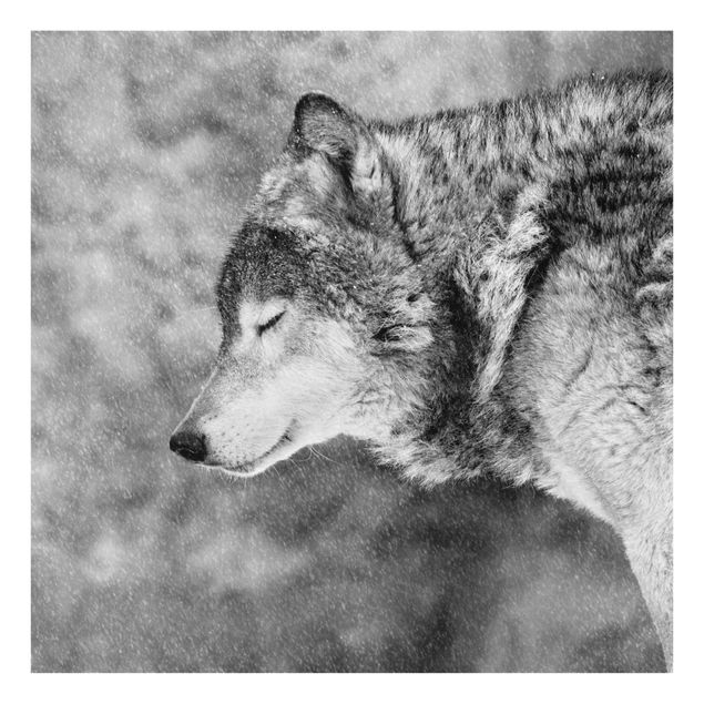 Glasbilder Tiere Winter Wolf