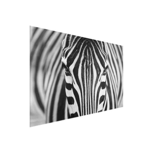 Glasbilder Tiere Zebra Look