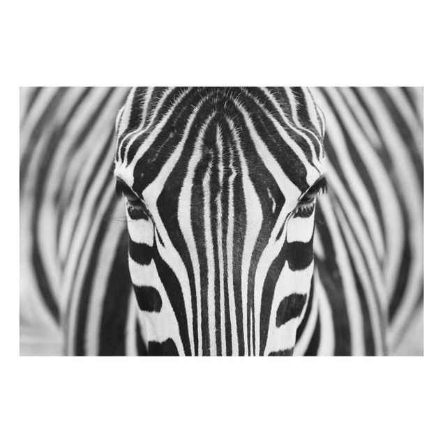 Wandbilder Zebra Look
