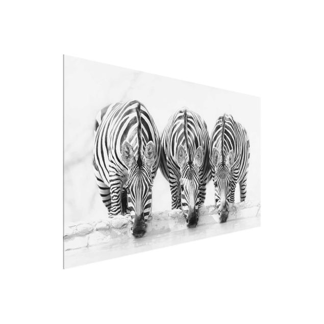 Glasbilder Tiere Zebra Trio schwarz-weiß