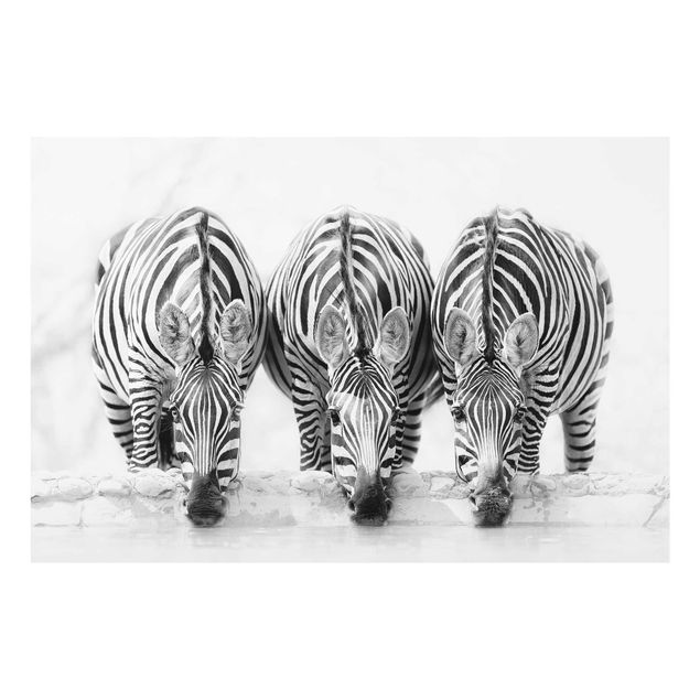 Wandbilder Zebra Trio schwarz-weiß