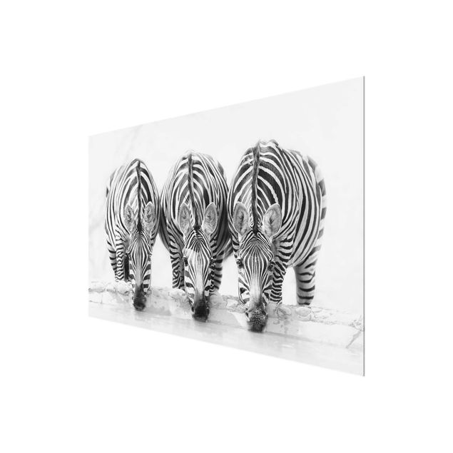 Glasbilder Zebra Trio schwarz-weiß