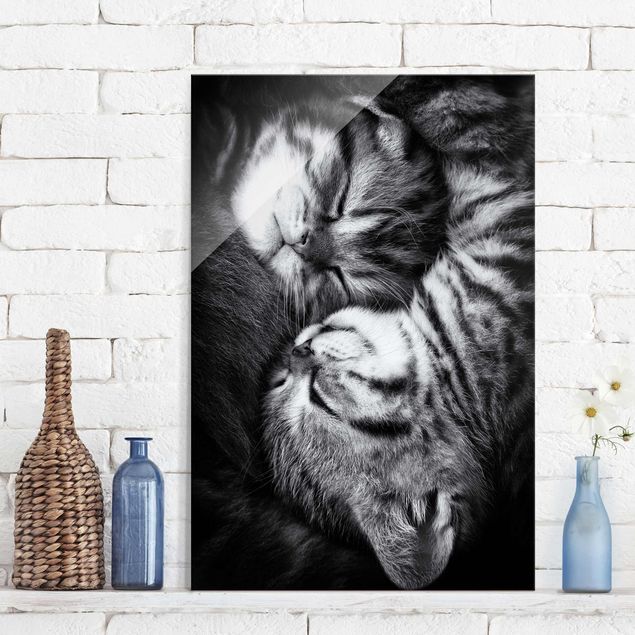 Wandbilder Tiere Zwei Kätzchen