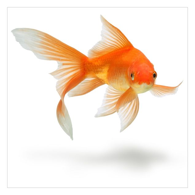 Tapeten weiß Goldfish is Watching you