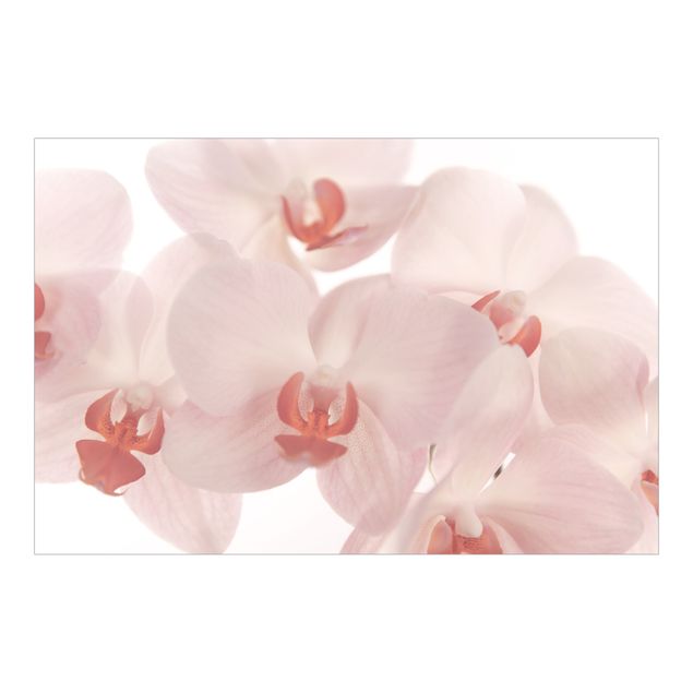 Fototapete Design Helle Orchidee Blumentapete - Svelte Orchids