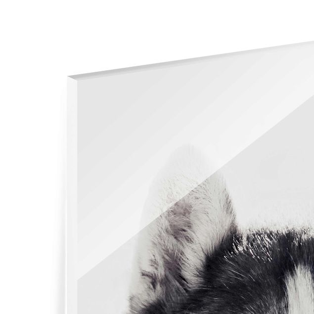 Glasbild - Husky Portrait - Hochformat