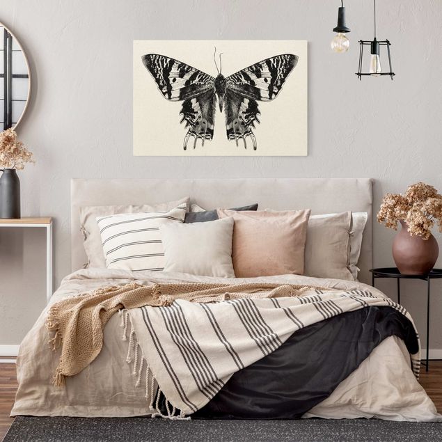 Tierbilder auf Leinwand Illustration fliegender Madagaskar Schmetterling