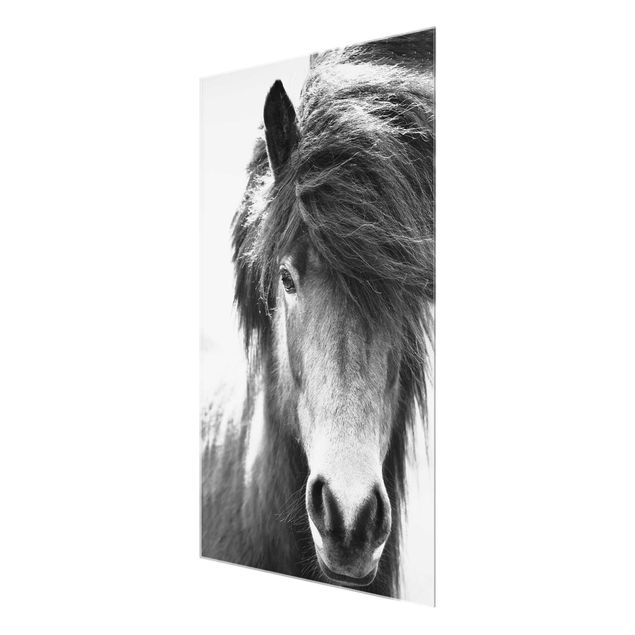 Bilder auf Glas Island Pferd in Schwarz-weiß