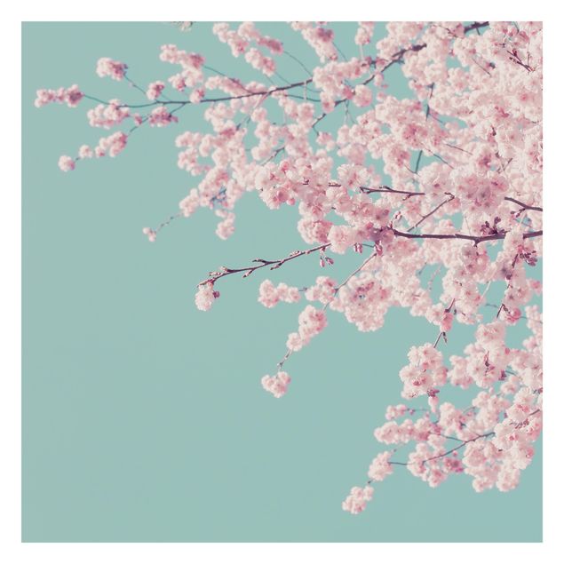 Fototapete Japanische Kirschblüte