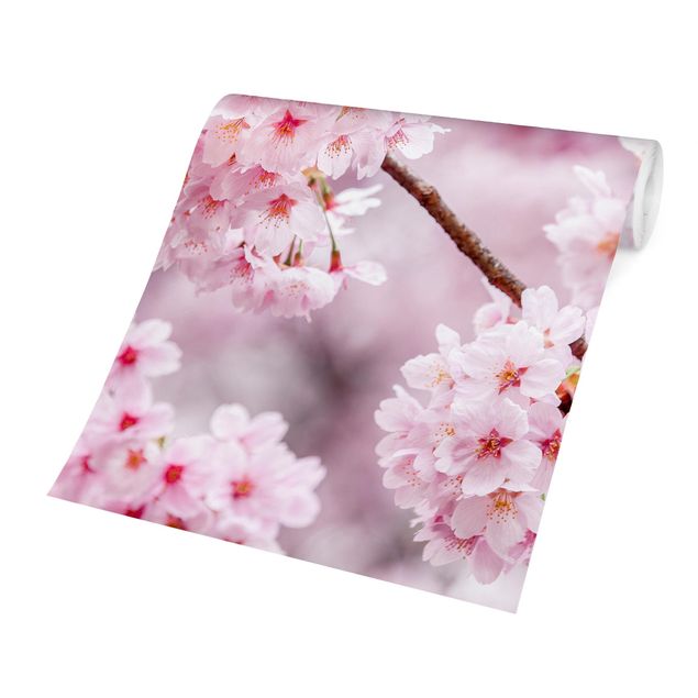 Wandtapete Design Japanische Kirschblüten
