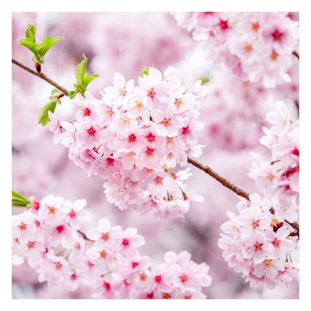 Schöne Fototapete Japanische Kirschblüten
