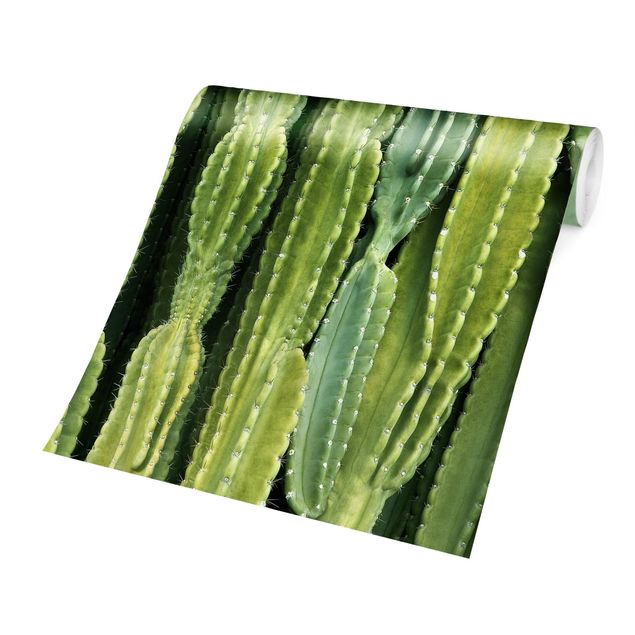 Grüne Tapete Kaktus Wand