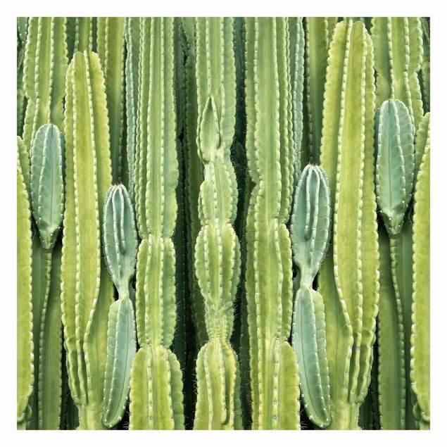 Fototapete Design Kaktus Wand