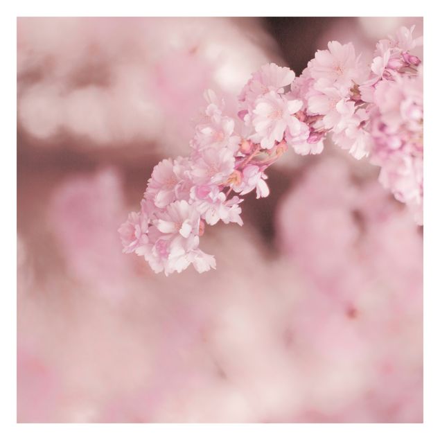 Fototapeten Kirschblüte im Violetten Licht