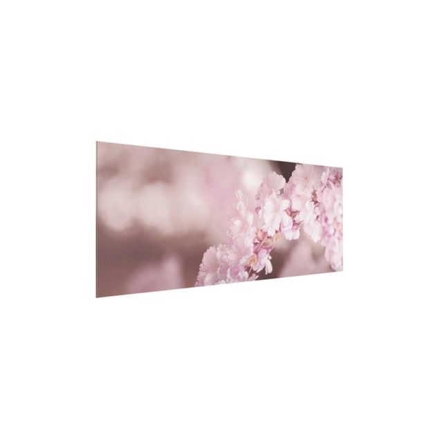 Schöne Wandbilder Kirschblüte im Violetten Licht
