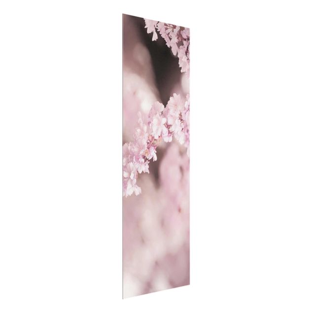 Schöne Wandbilder Kirschblüte im Violetten Licht