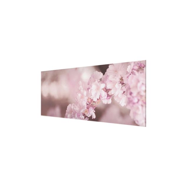 Glasbild - Kirschblüte im Violetten Licht - Panorama