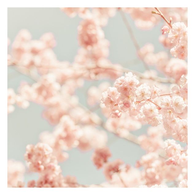 Schöne Fototapete Kirschblüten Glow
