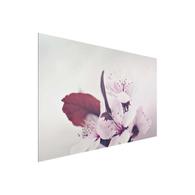 Wandbilder Kirschblütenzweig Altrosa