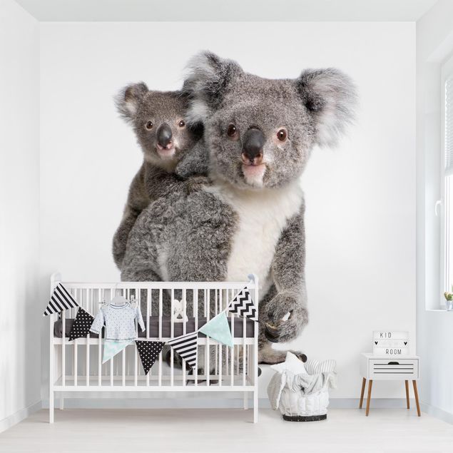 Fototapete Tiere Koalabären