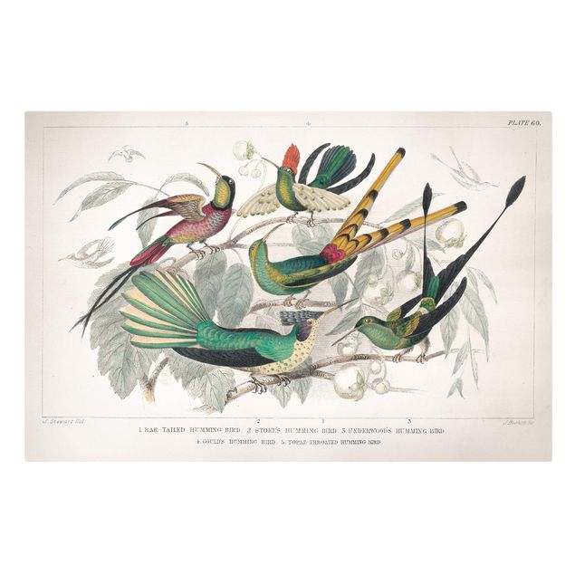 Tierbilder auf Leinwand Kolibri-Diagramm